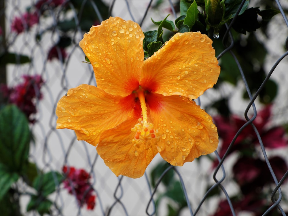 a close up of a flower