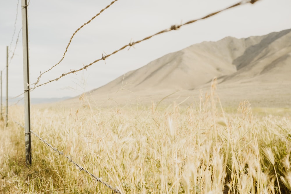 a field of grass with a wire fence in the background