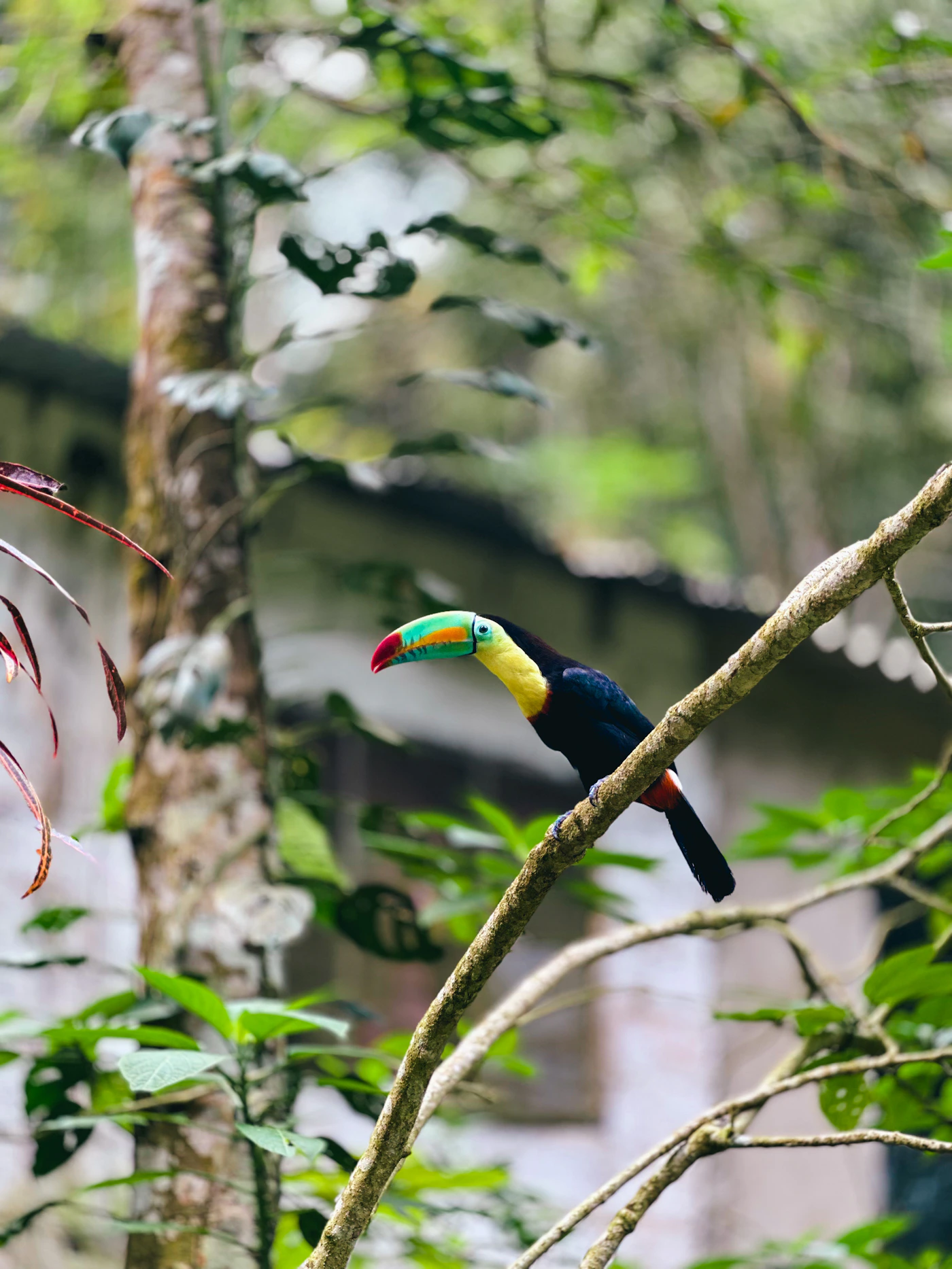 The keel-billed toucan is one of Colombia's most recognisable birds.