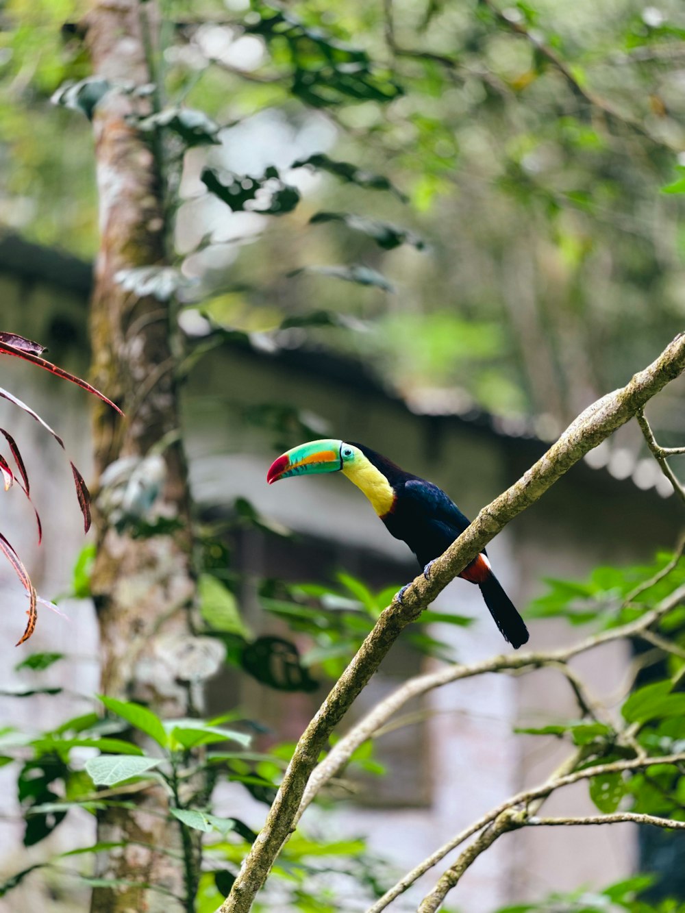 a bird on a branch