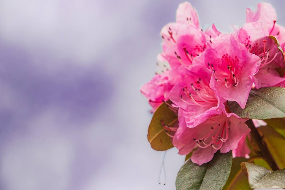 a close up of pink flowers