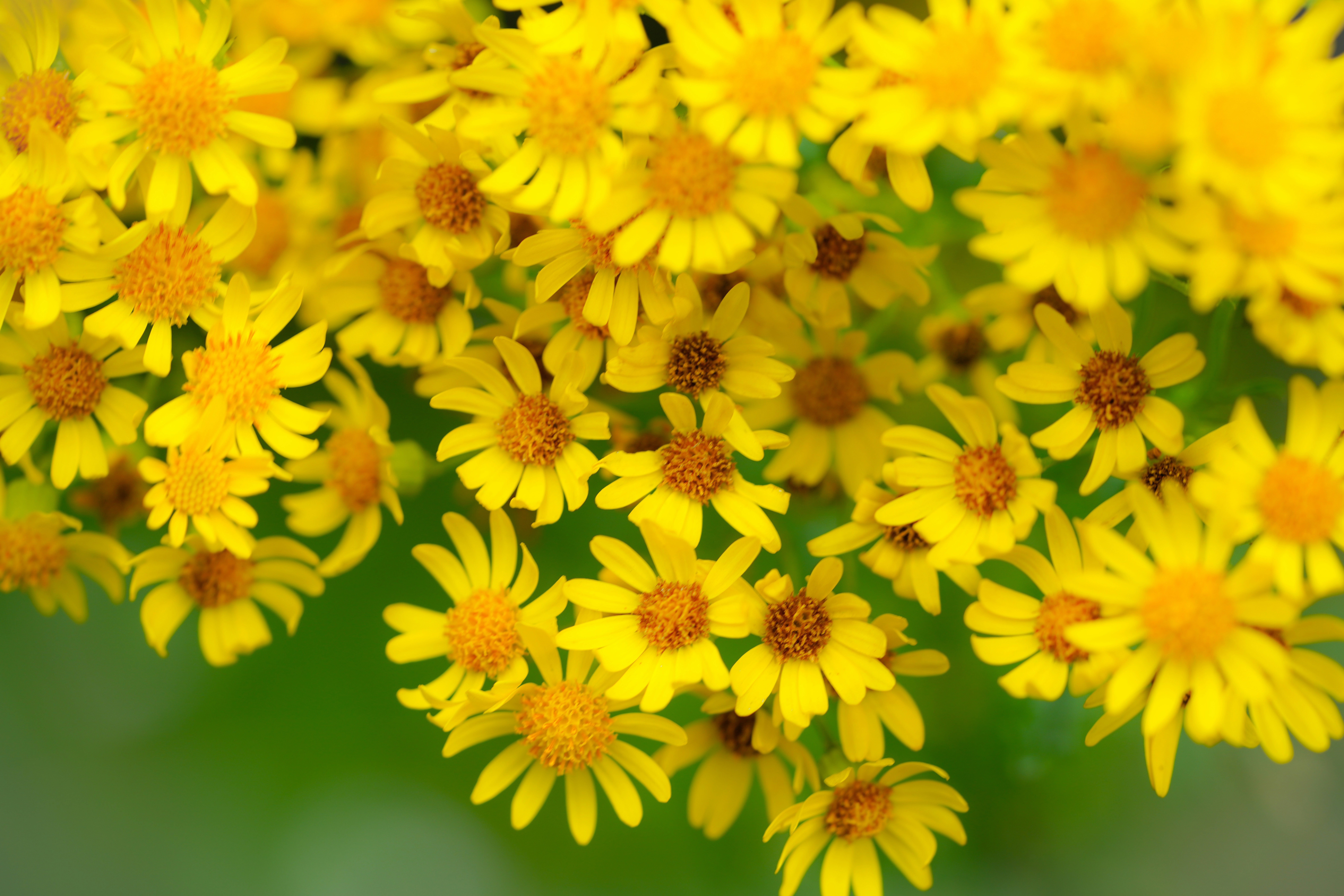 Photo by hooverpaul55