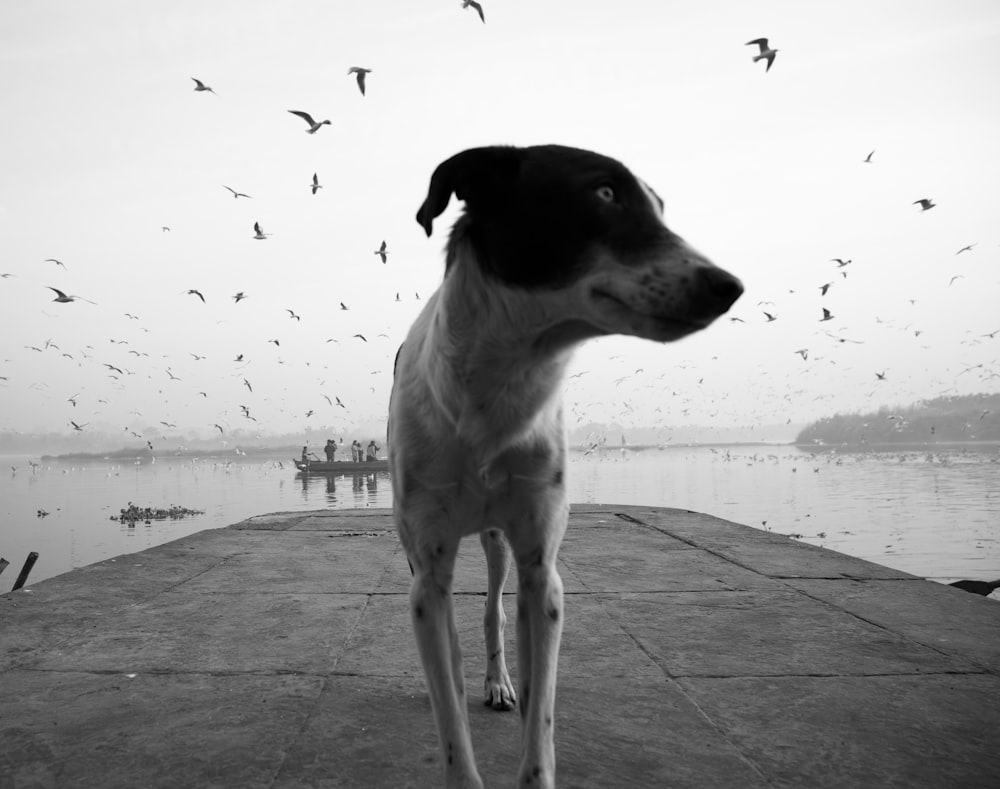 a dog standing on a dock
