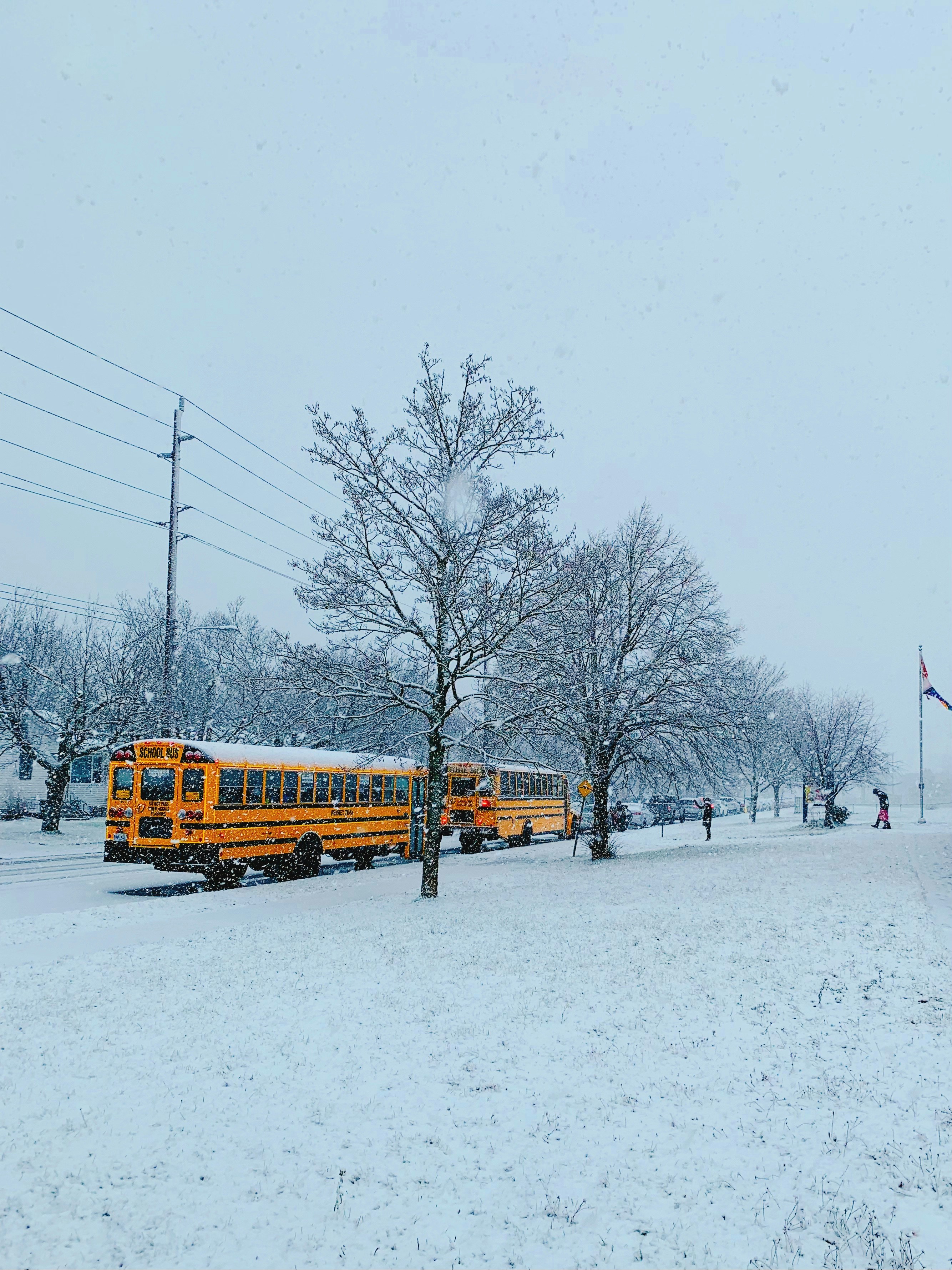 Two yellow school busses on a road next to snowy trees and snowy grass