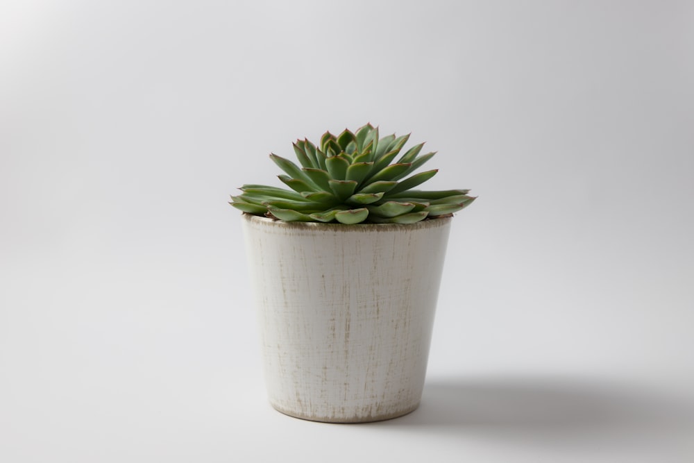 a potted plant on a white background