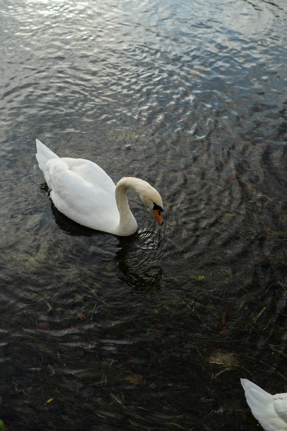 a white swan swimming in water