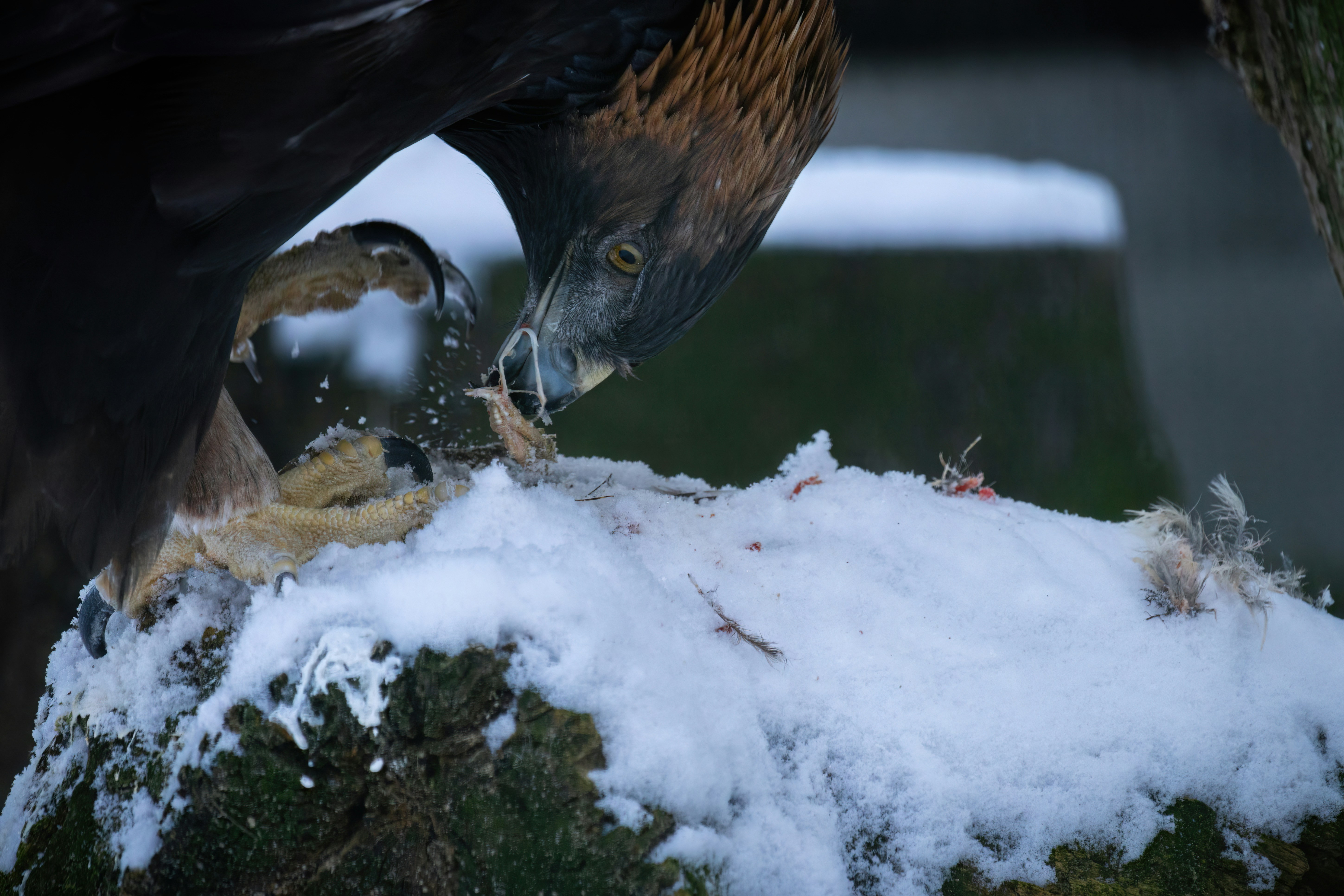 a bird eating a fish