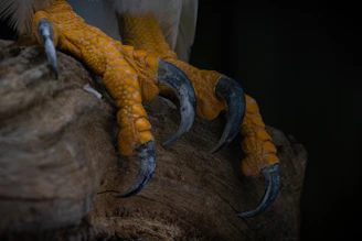 Close-up of a bird gripping a narrow wooden perch, balancing carefully.