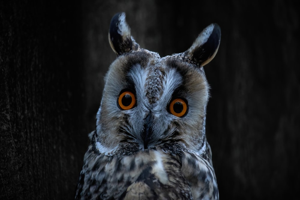 an owl with orange eyes