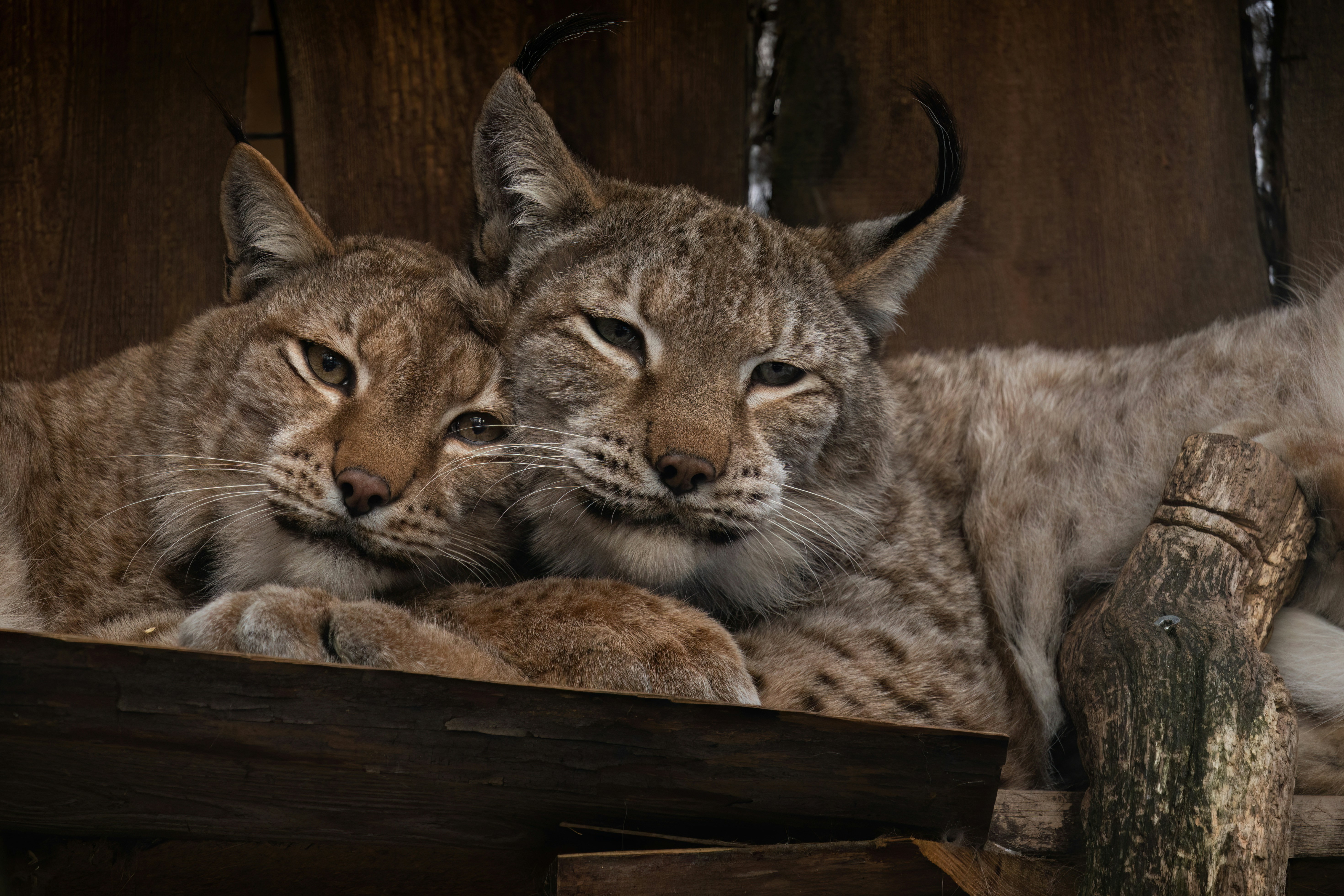 Lynxes