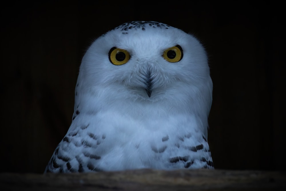 a white owl with yellow eyes