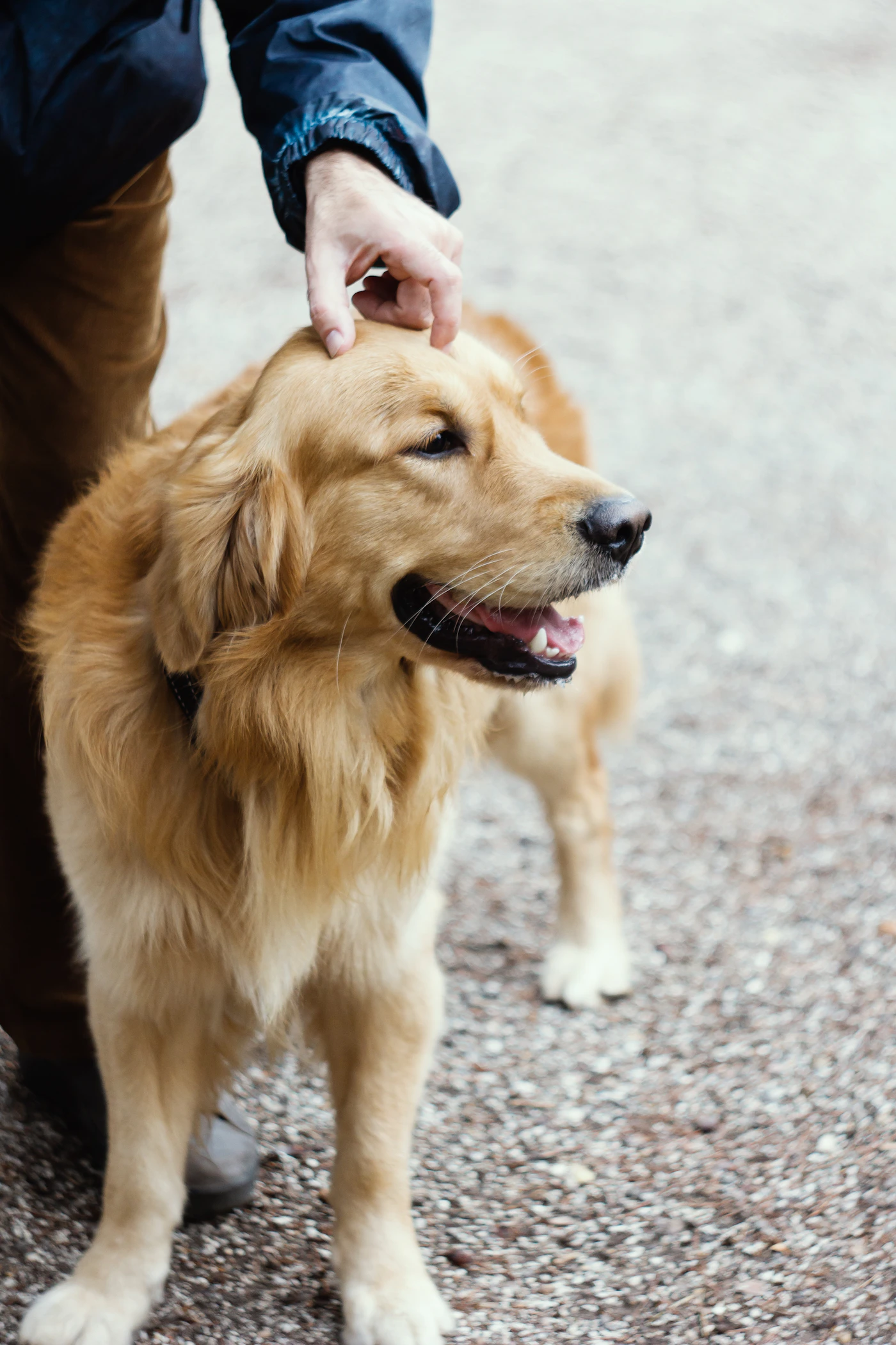 A person gently petting a golden retriever.