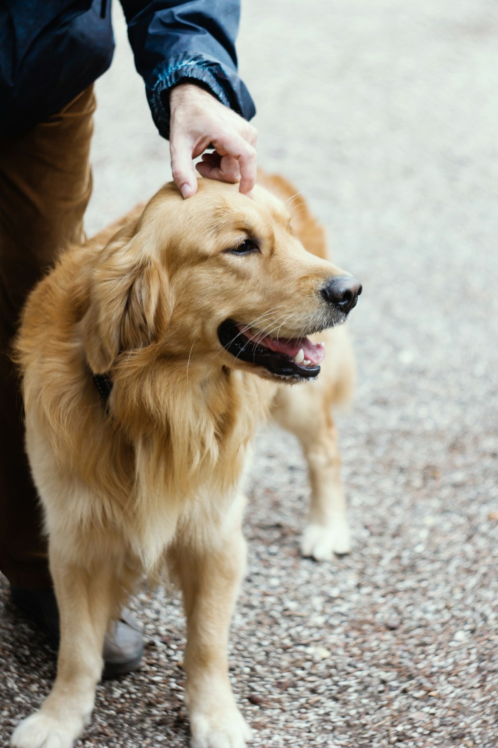 a person petting a dog