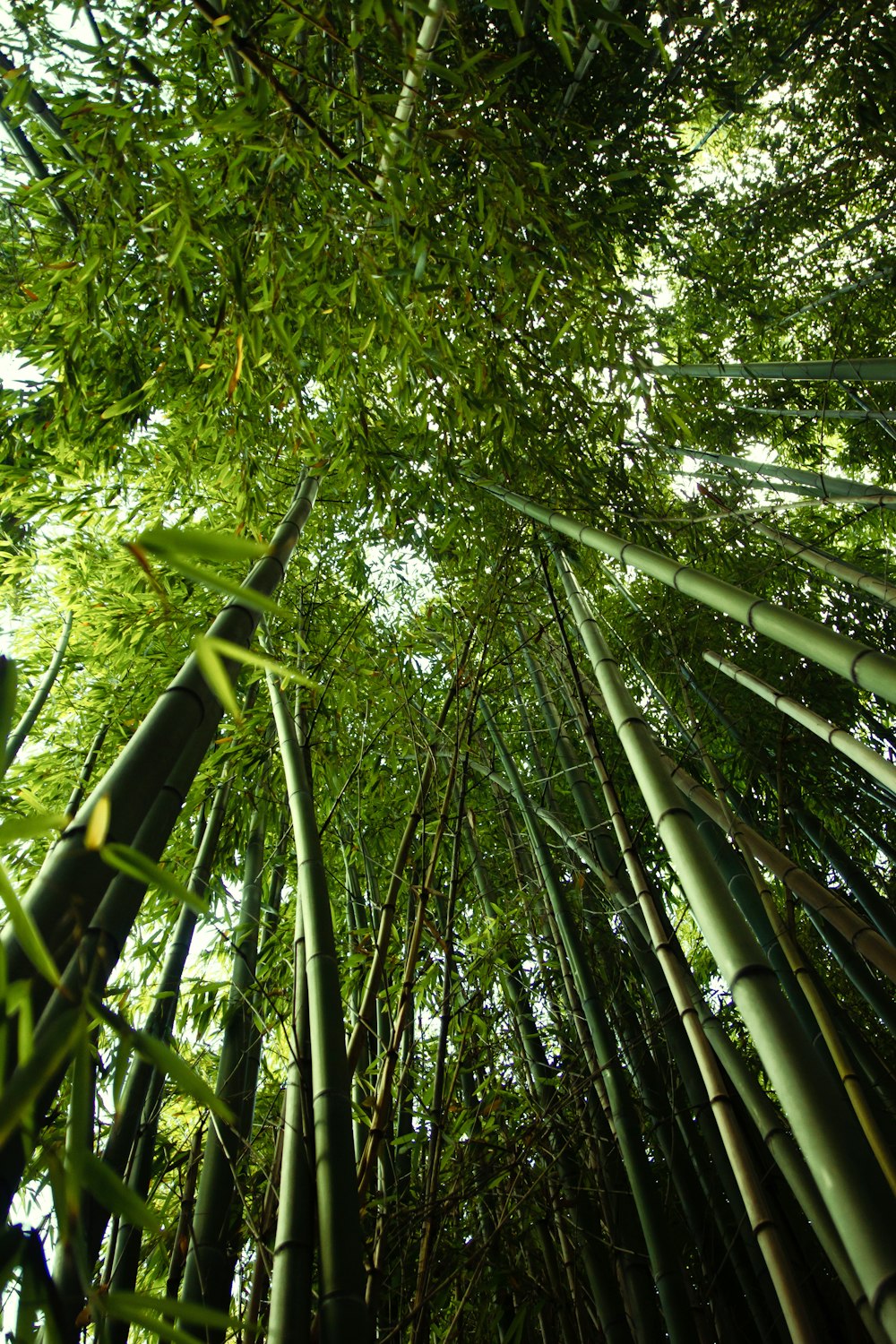 a group of bamboo trees
