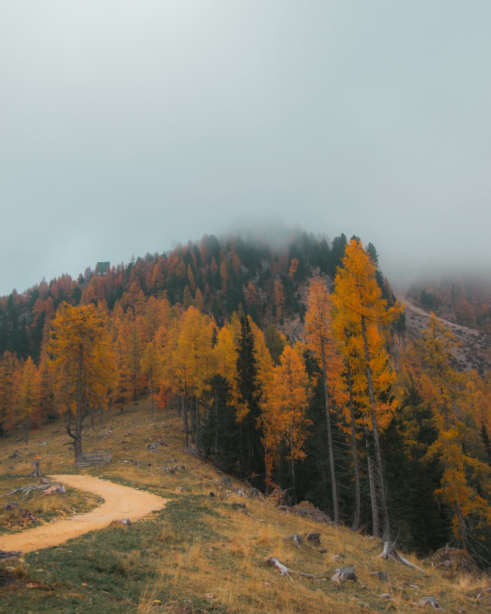 a forest of trees