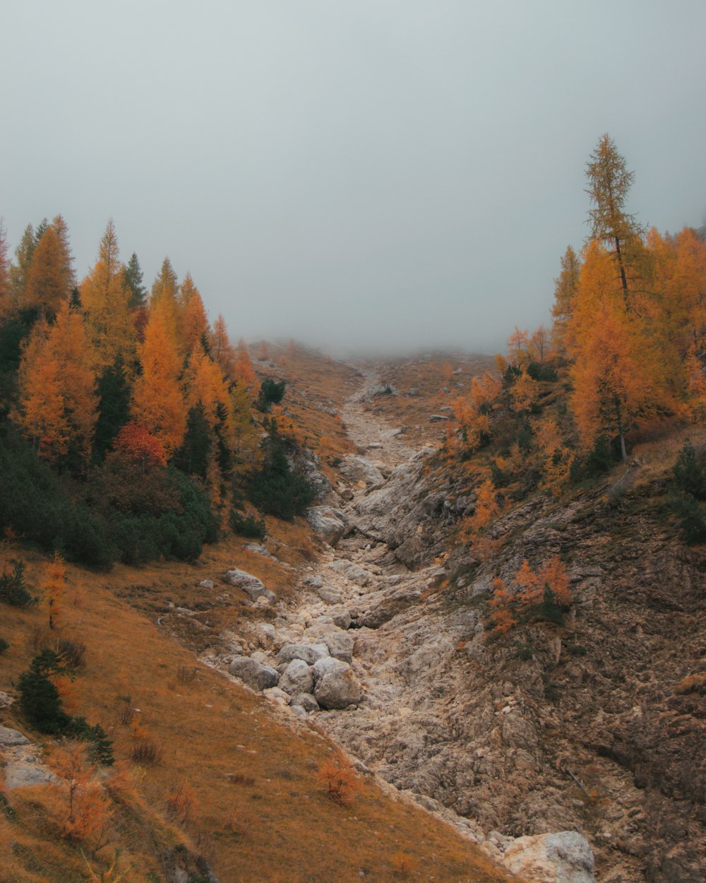 a rocky hillside with trees on it