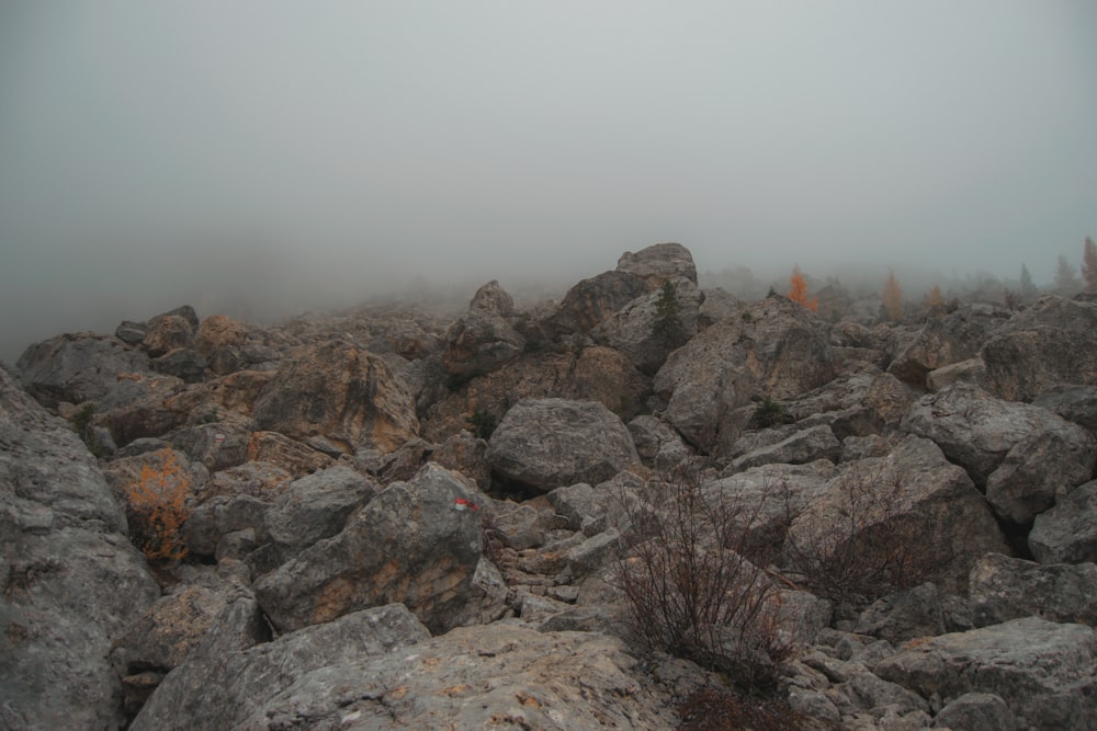 a rocky area with a tree