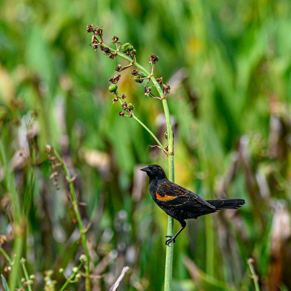 a bird on a branch