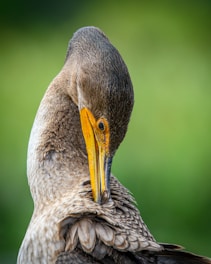 A close-up of a healthy exotic bird being gently cared for in a bright, natural environment.