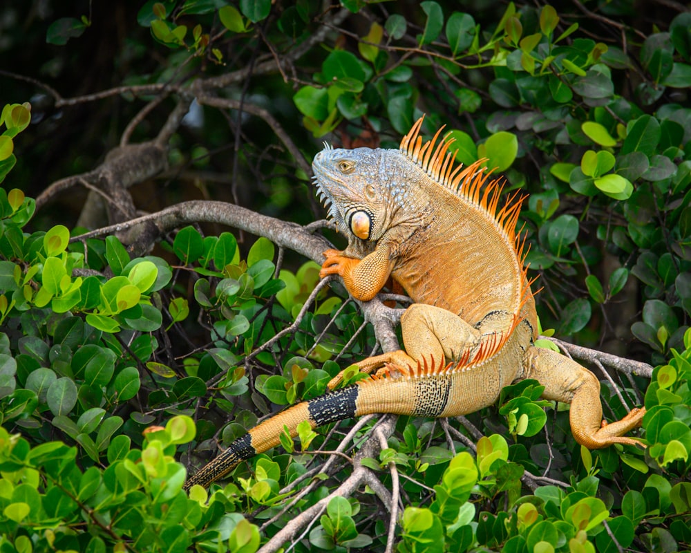 a lizard on a branch