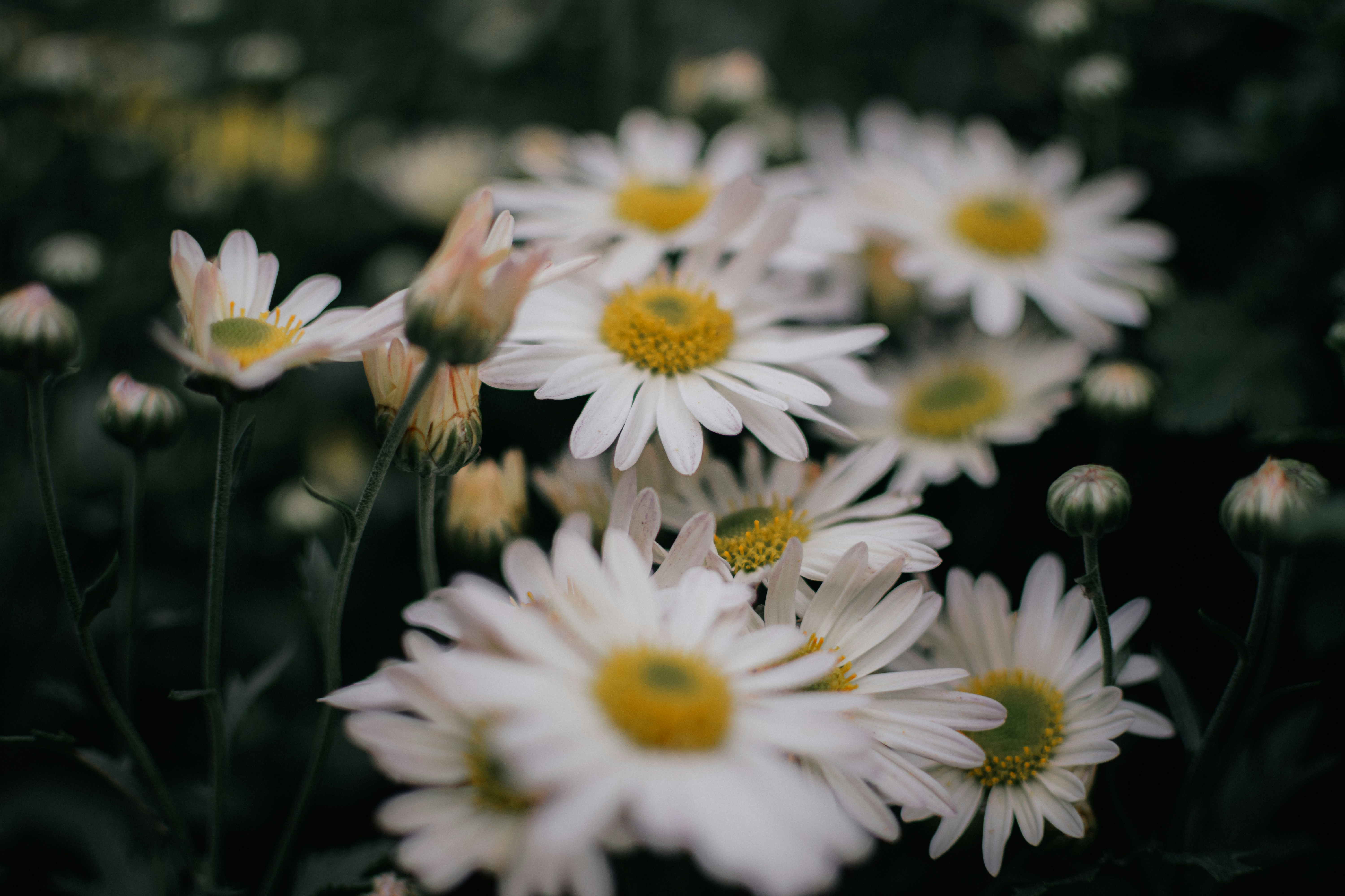 Photo by pramodtiwari