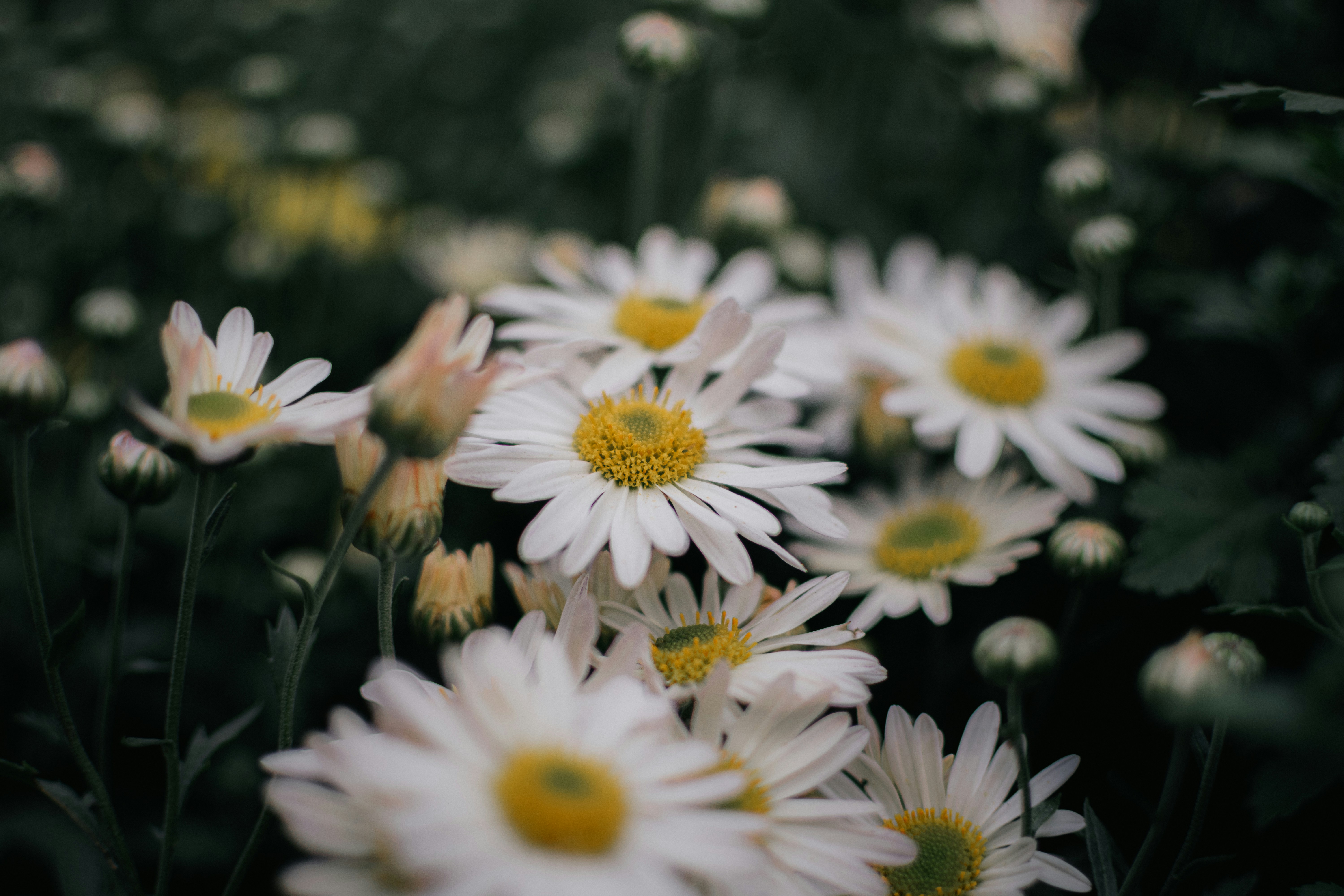 Photo by pramodtiwari