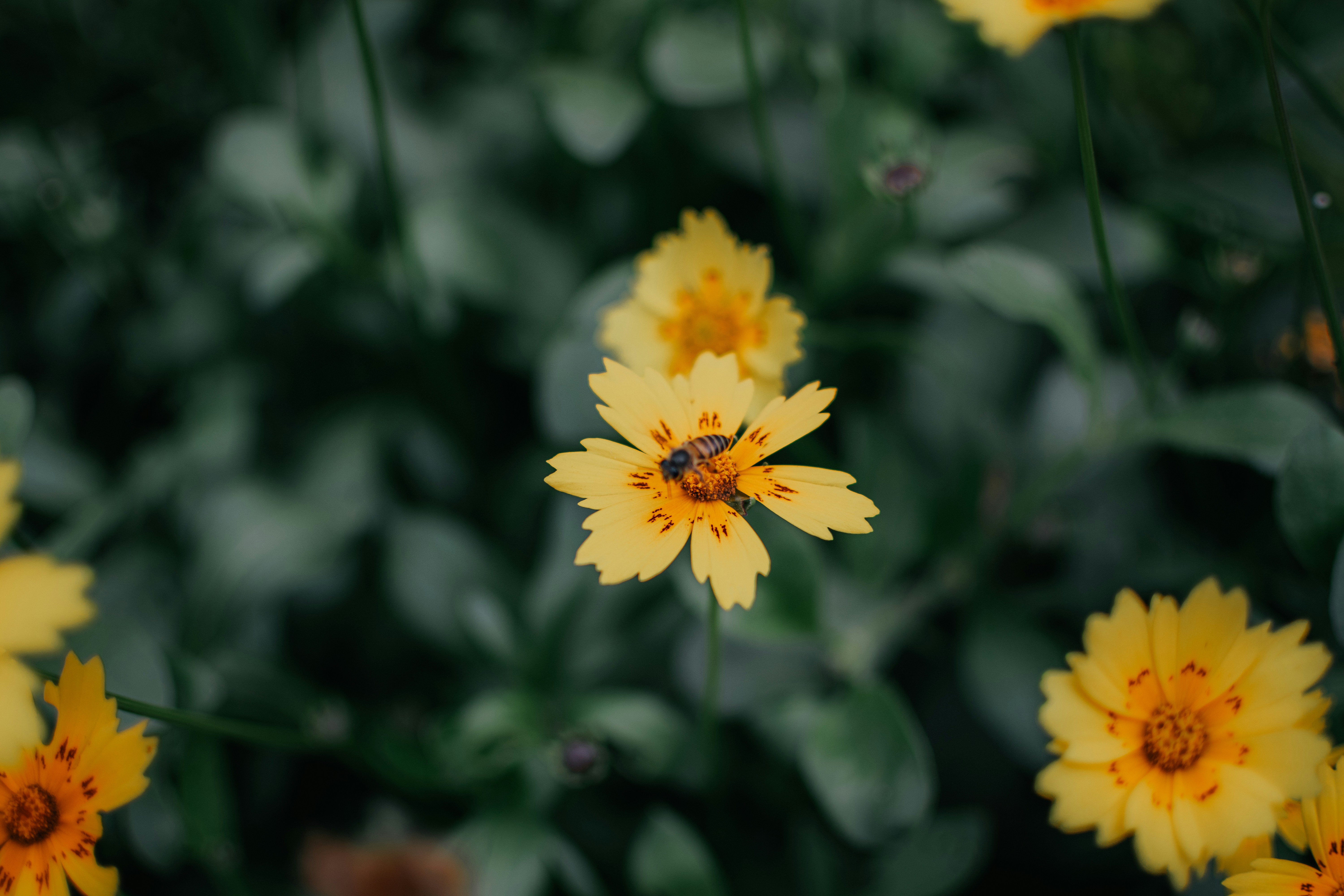 Photo by pramodtiwari