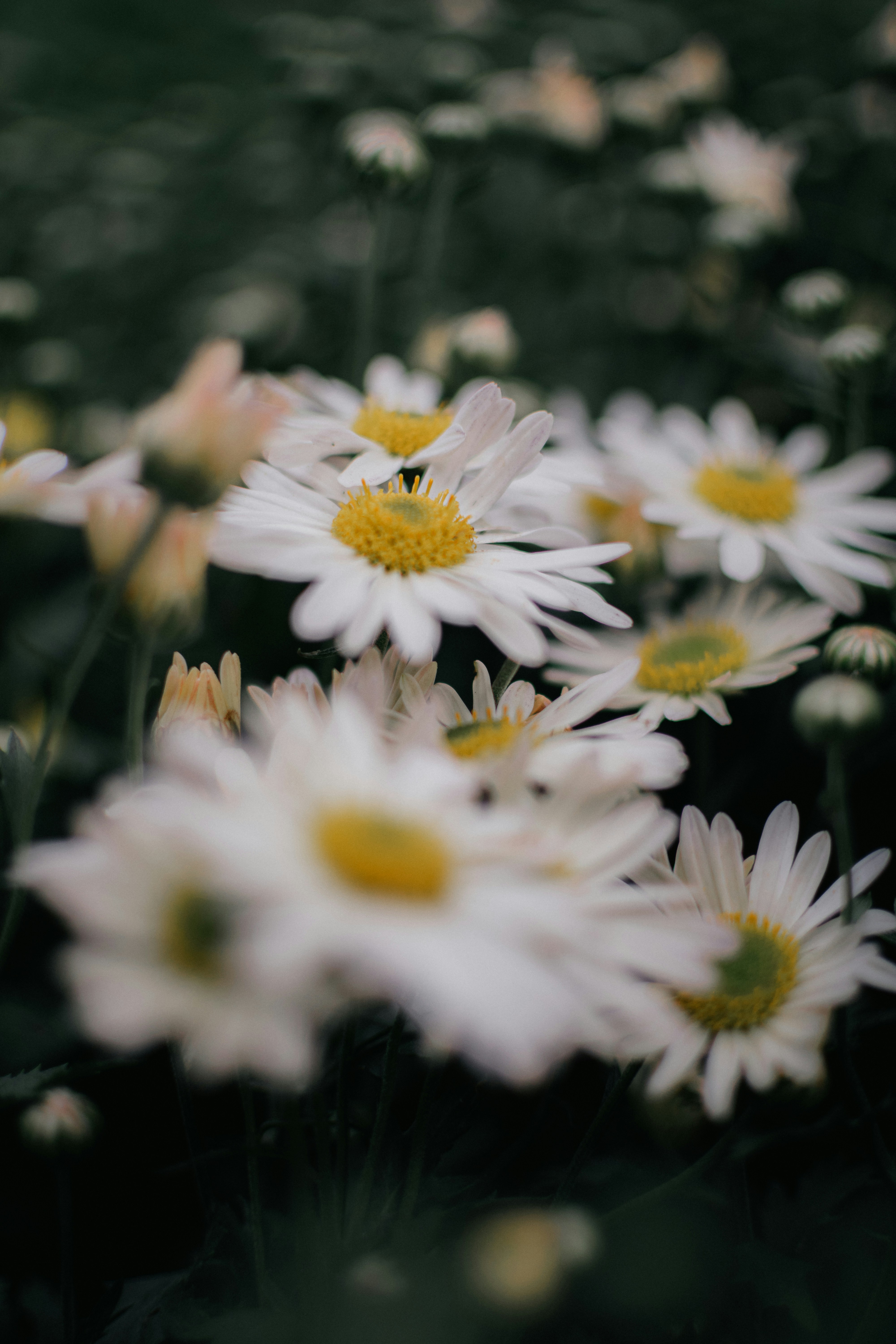 Photo by pramodtiwari