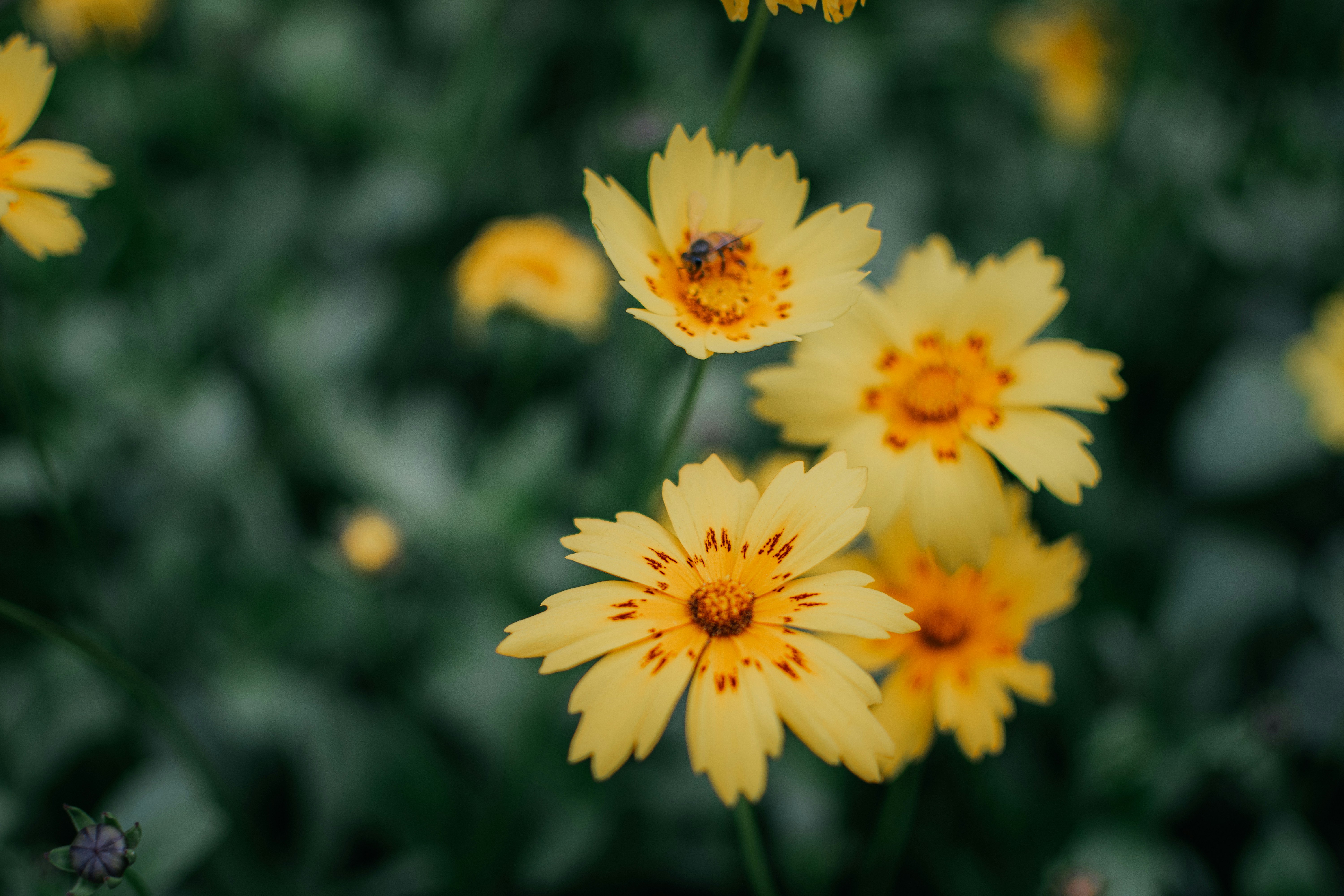 Photo by pramodtiwari