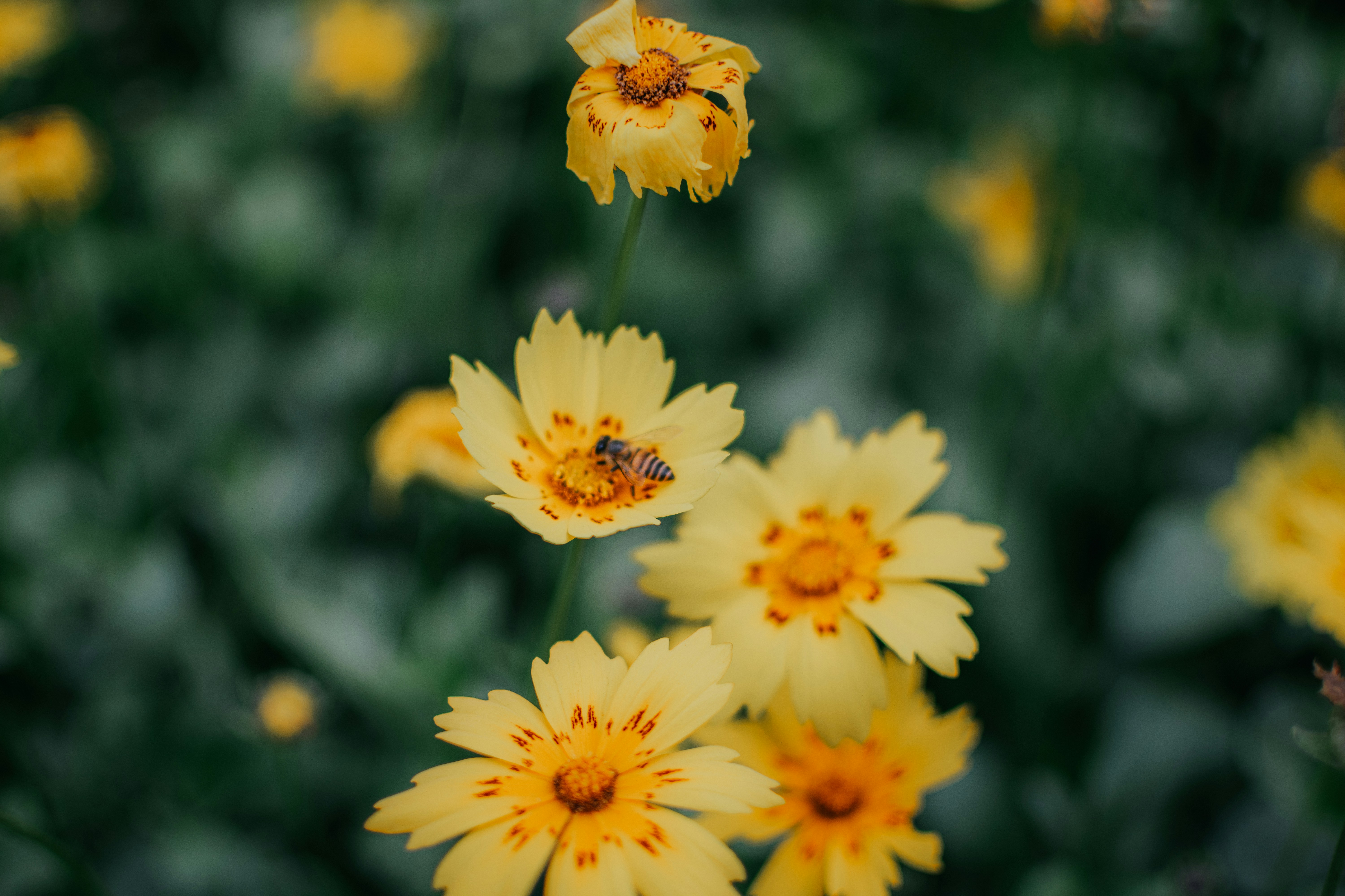 Photo by pramodtiwari