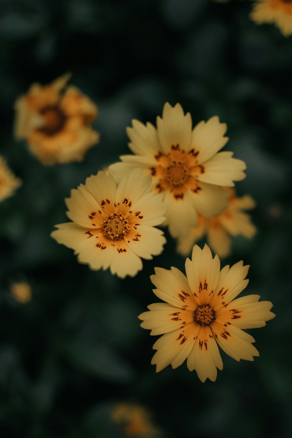 a group of yellow flowers