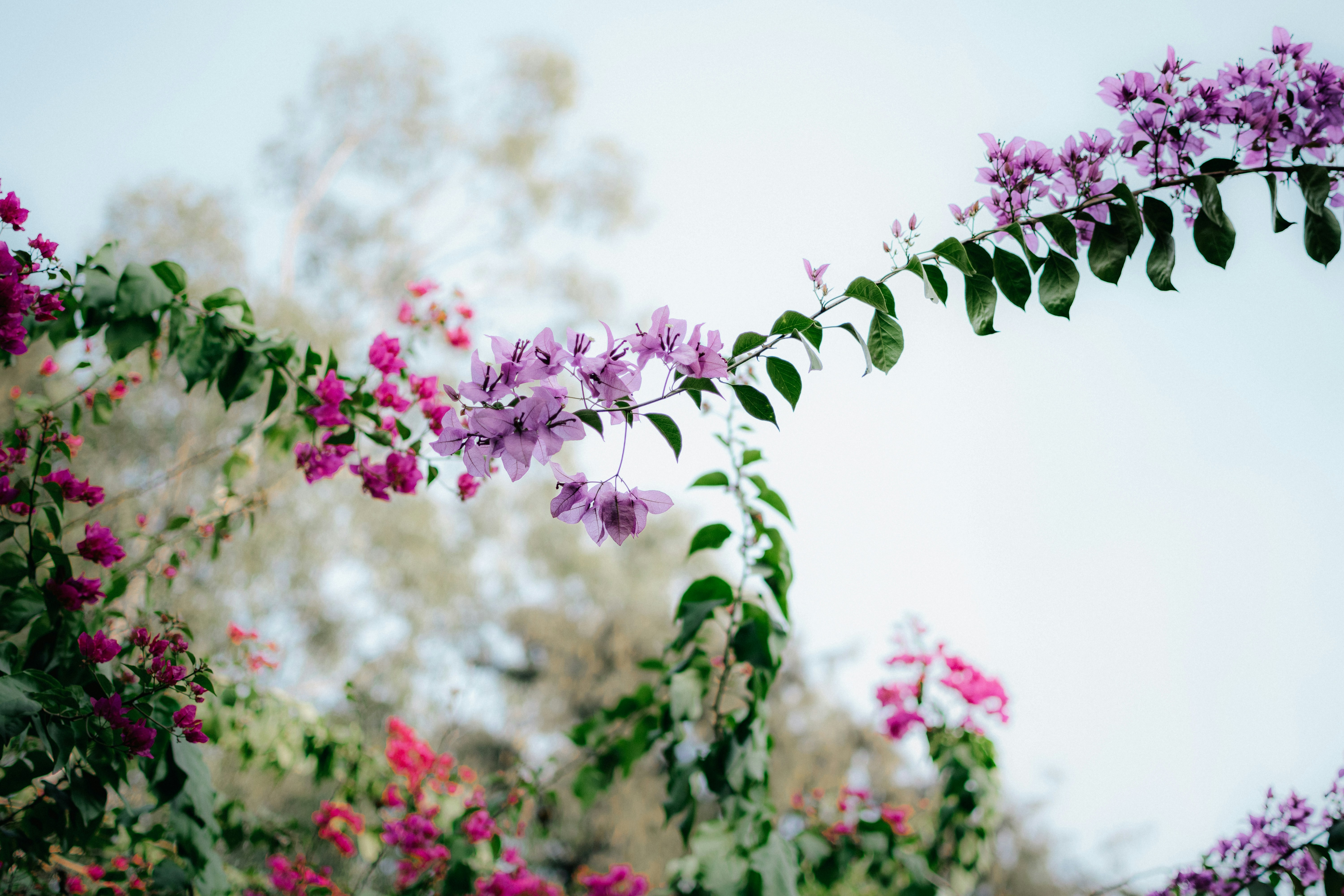 Photo by pramodtiwari