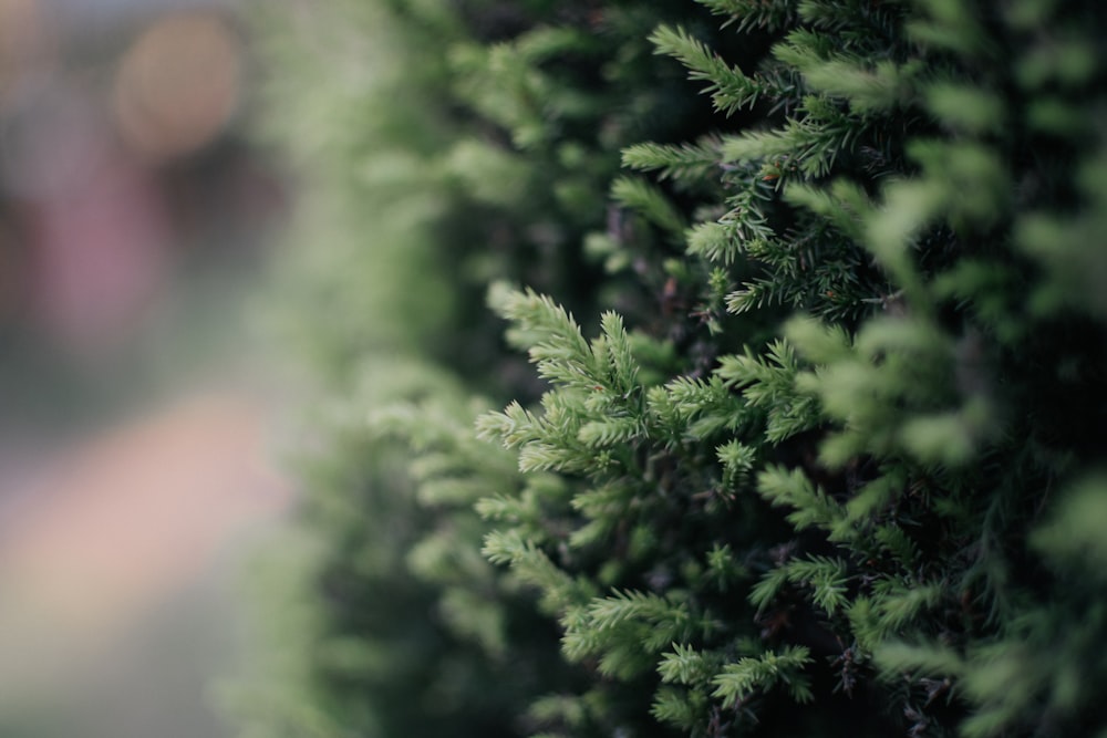 a close up of a green plant