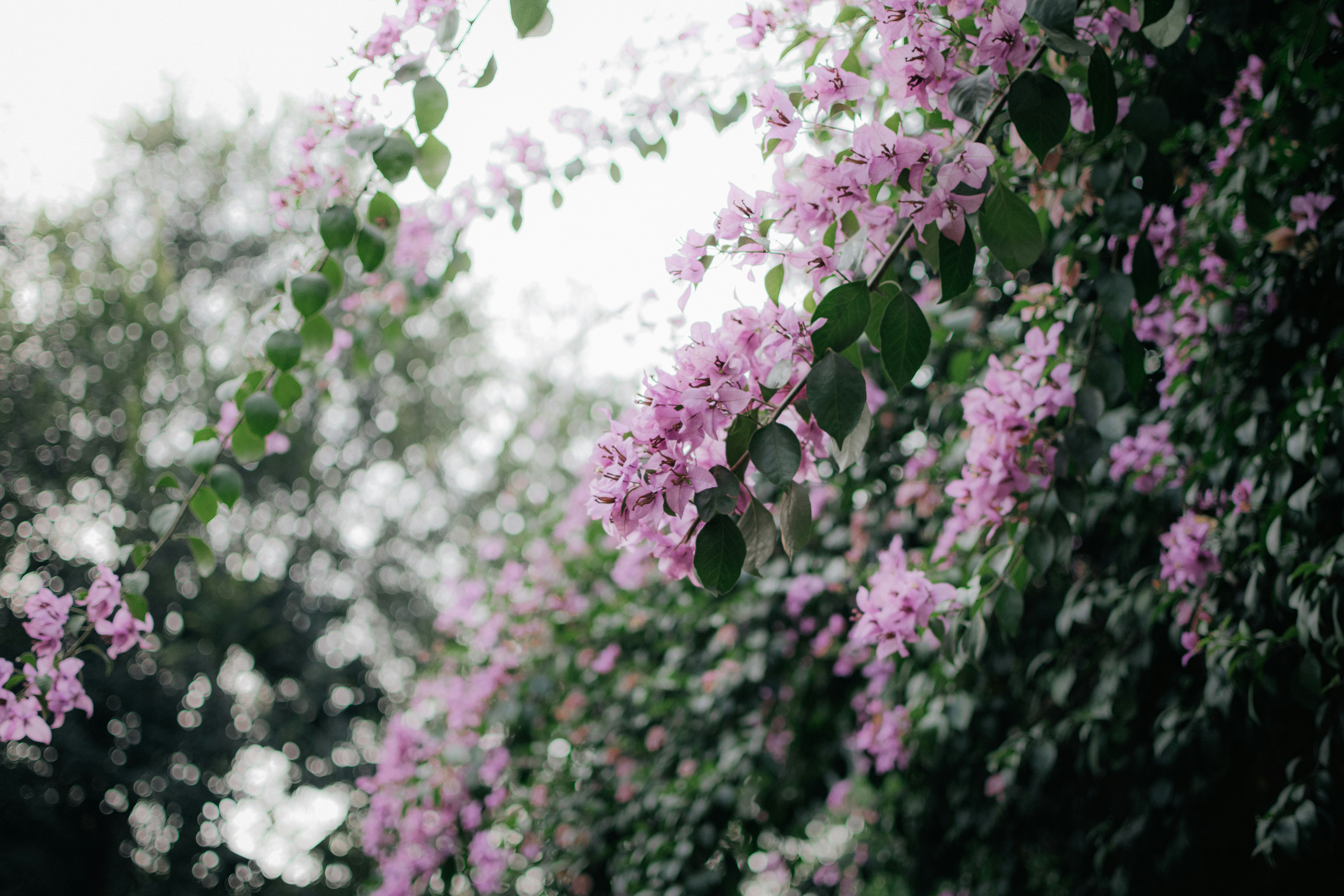 Photo by pramodtiwari