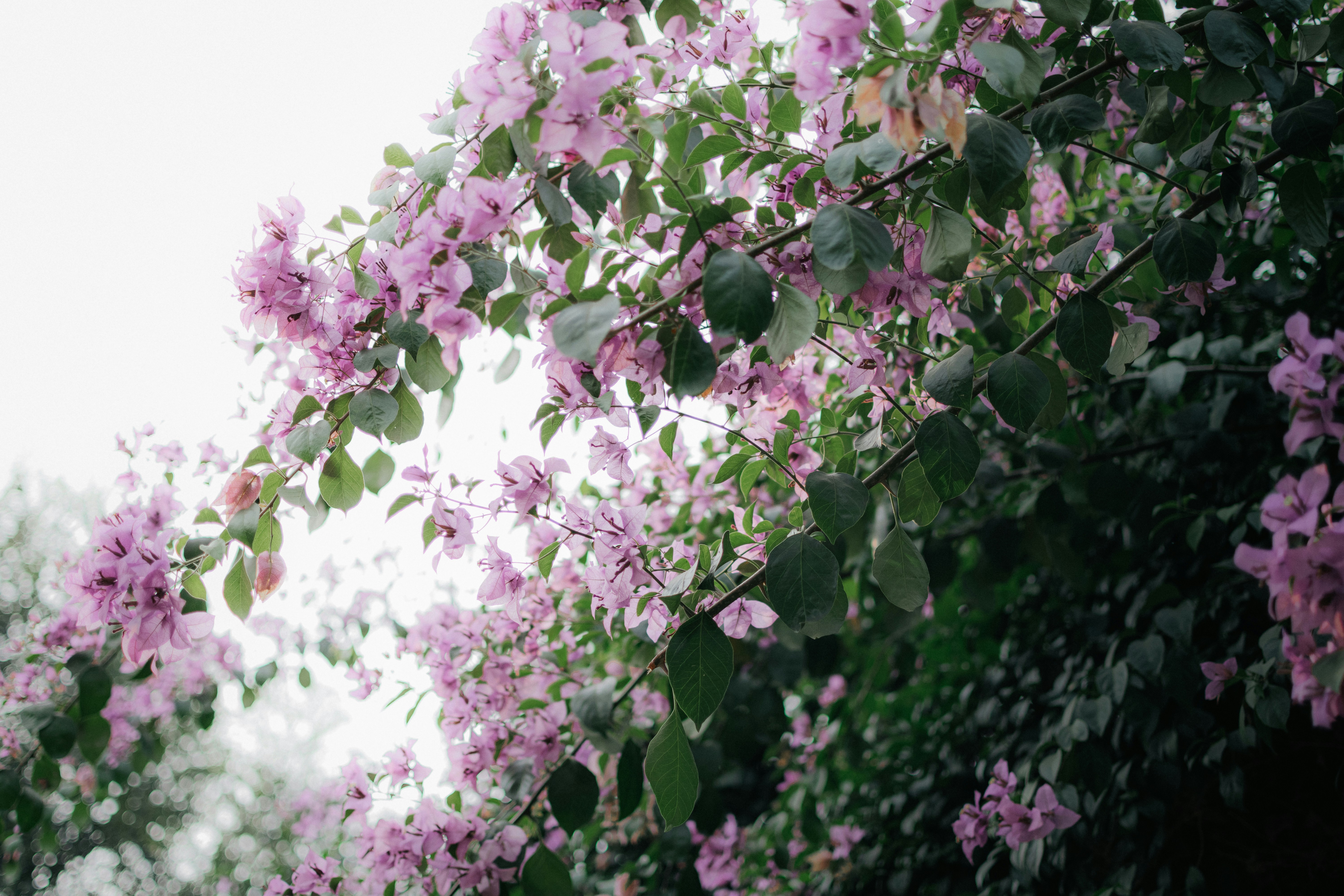 Photo by pramodtiwari