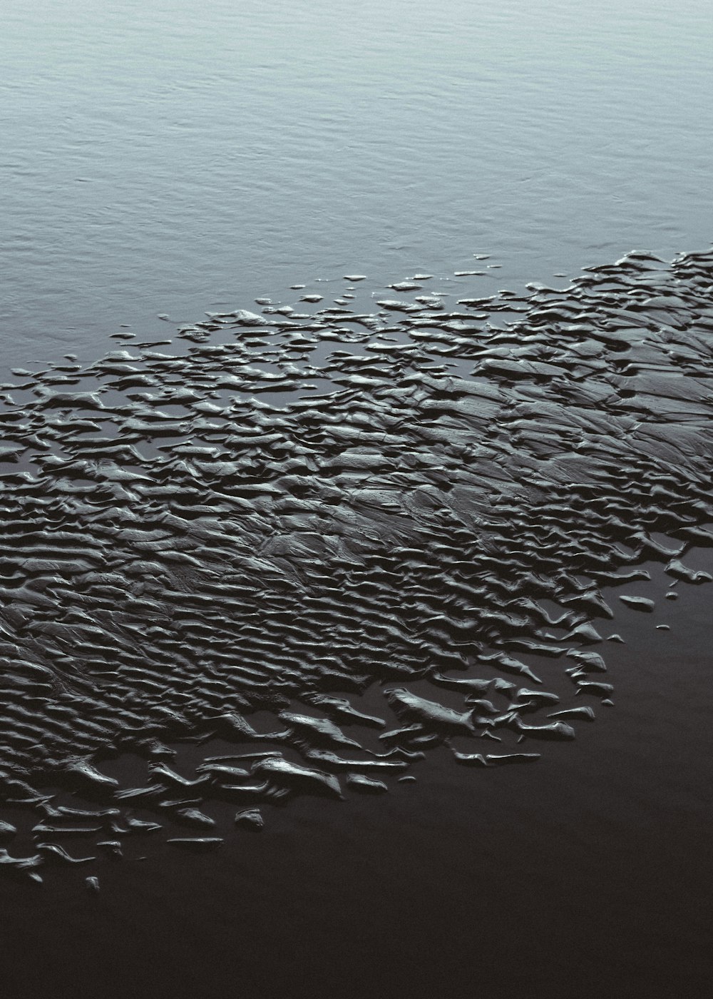 a large group of birds flying over water