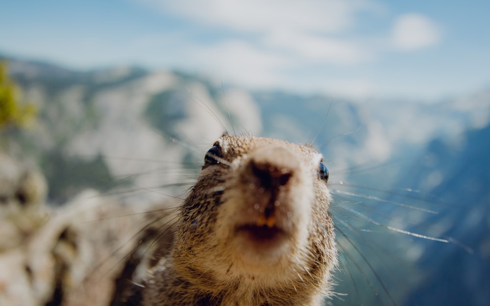 a close up of a seal