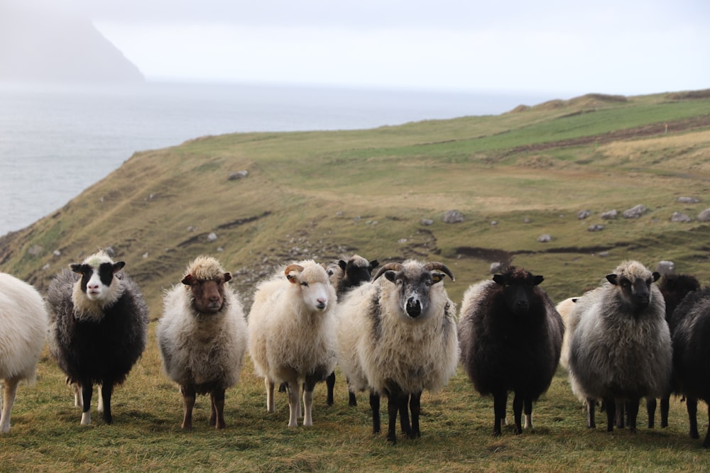 a group of sheep on a hill