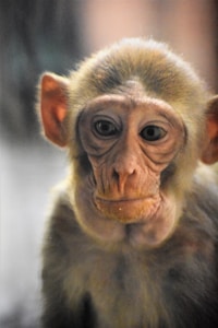 Finger Monkeys for sale in USA