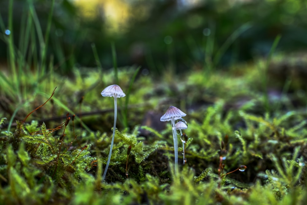 a group of mushrooms growing in the grass