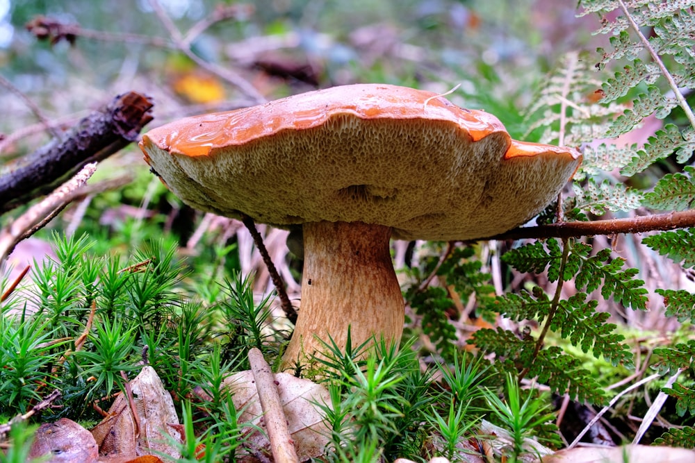 a mushroom growing in the woods