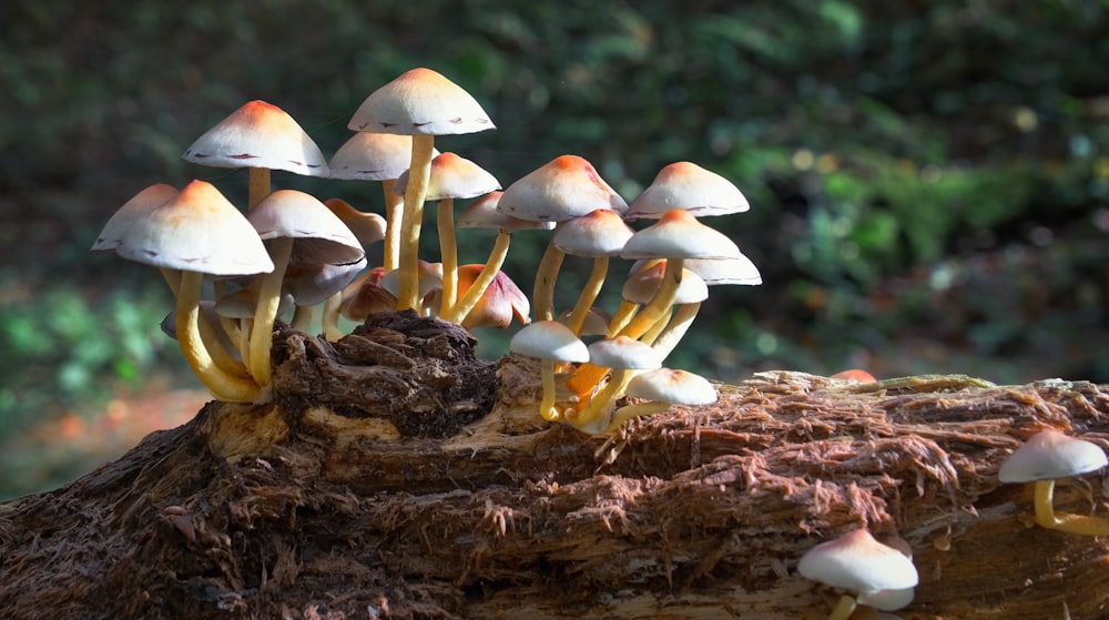 a group of mushrooms growing on a tree stump