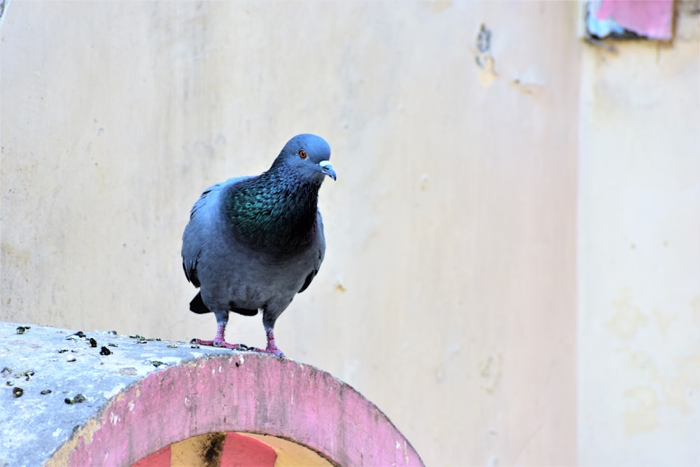 a pigeon standing on a wall