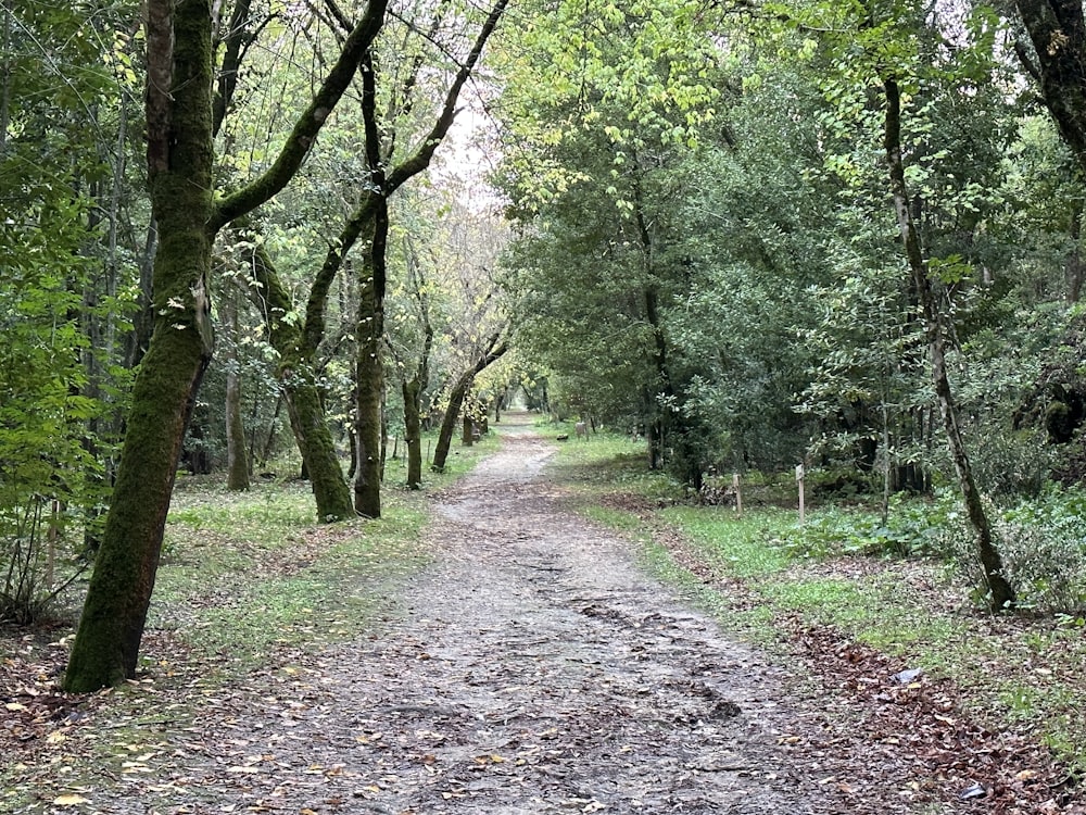 a dirt road in a wooded area