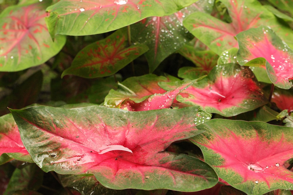 a group of colorful leaves