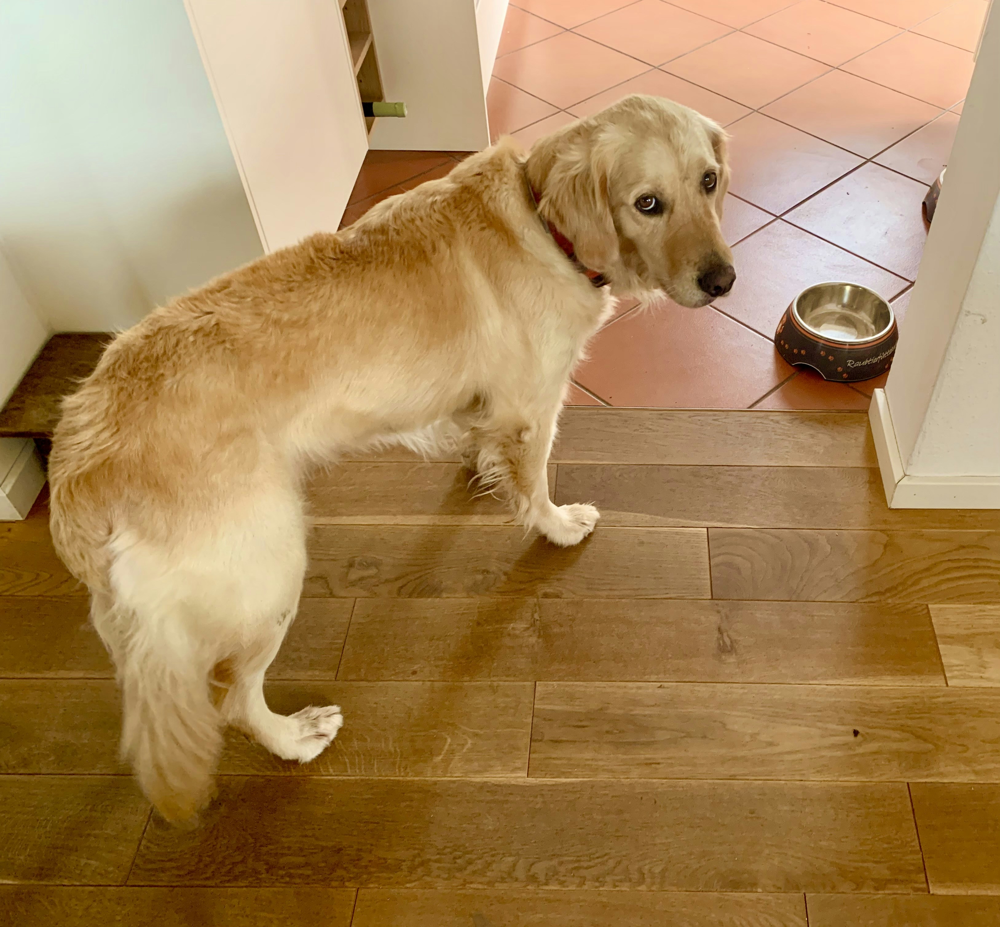 Person gently fitting a collar on a happy golden retriever, warm living room, soft natural light, pet looks comfortable