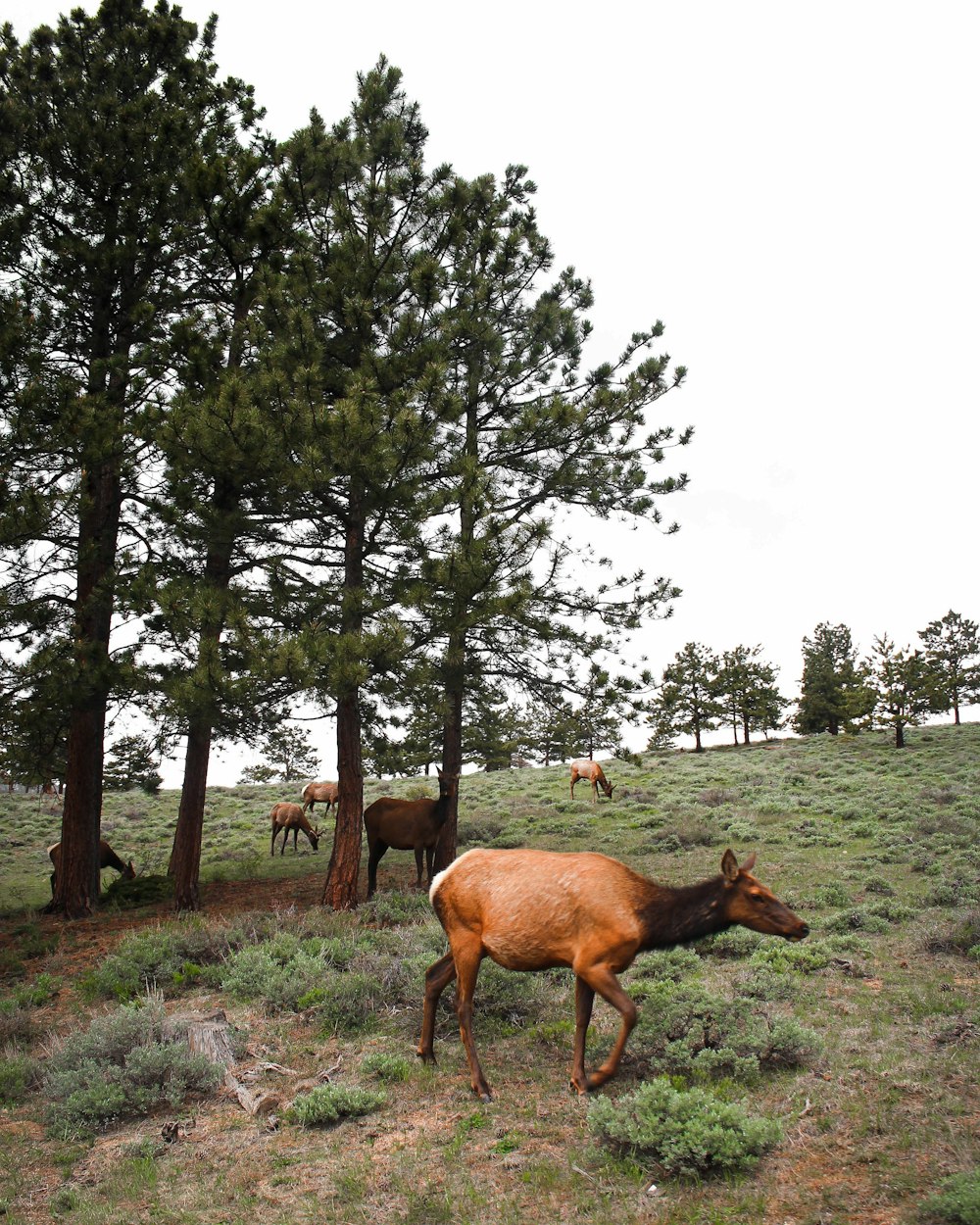 a group of deer in a field