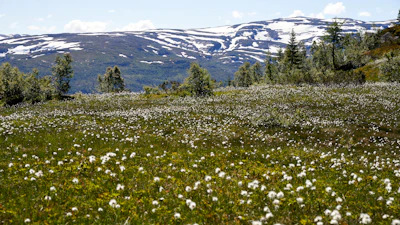 A bright white background with a mountain meadow scene featuring blooming wildflowers and fresh green grass.