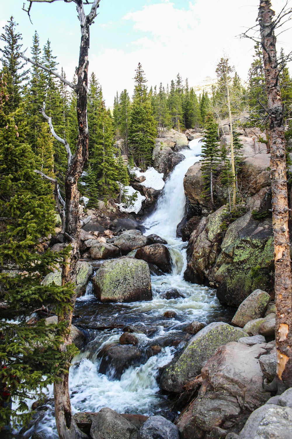 Ein Fluss, der durch einen Wald fließt