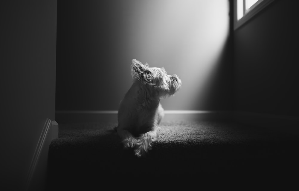 a dog sitting on the floor